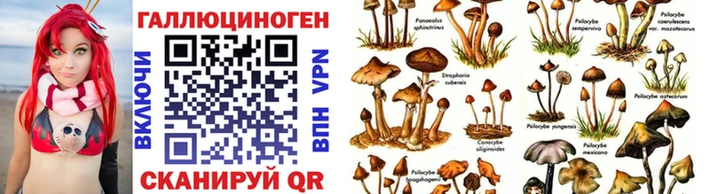 наркотики  Черногорск  Псилоцибиновые грибы Cubensis 